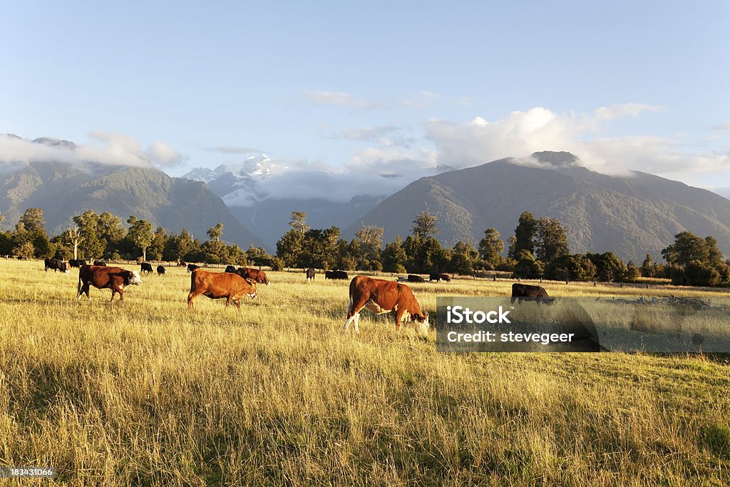 Farmland con el ganado en Nueva Zelanda - Foto de stock de Montaña libre de derechos