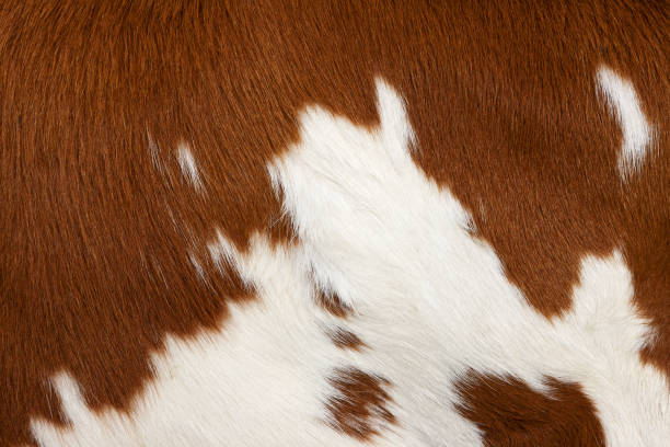 Cow skin # 3 "Close-up of cow skin, please see also my other images of cows, calfs, sheeps, lambs and piggies in my lightbox:" cowhide stock pictures, royalty-free photos & images