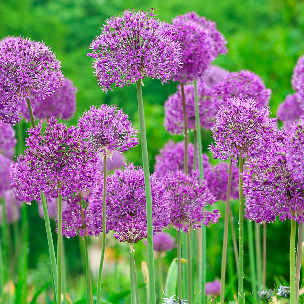 istock Allium hollandicum 'Purple Sensation' (square composition) - VI 183431364