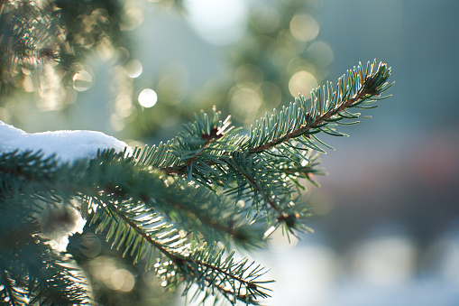 Close up image of a snowy evergreen tree in winter 