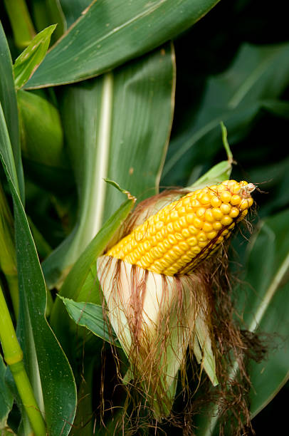 corn on the cob stock photo