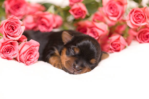 Newborn Yorkshire Terrier puppy dressed for Christmas with a large rawhide bone.PLEASE CLICK ON THE IMAGE BELOW TO SEE MY DOGGY LIGHTBOX PORTFOLIO: