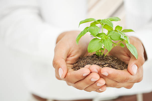 istock Businessman Holding an Uprooted Plant 183431682