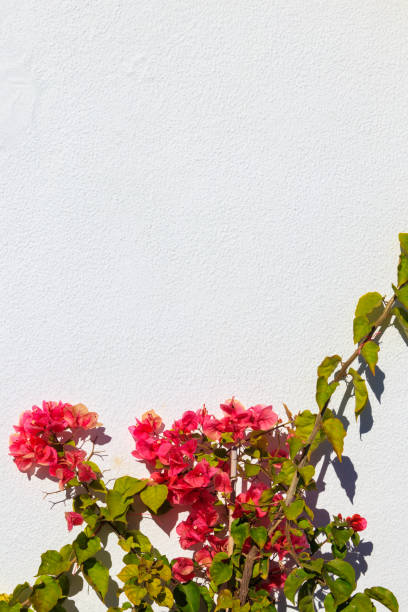 istock White wall decorated with pink bougainvillea flowers 1834318795