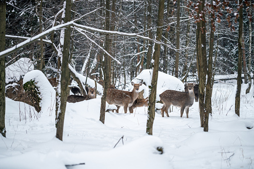 Herd of brown stags in the snowcapped wood