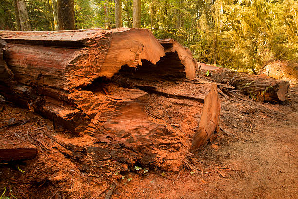 arbre couché sur le sol - lumber industry timber tree redwood photos et images de collection