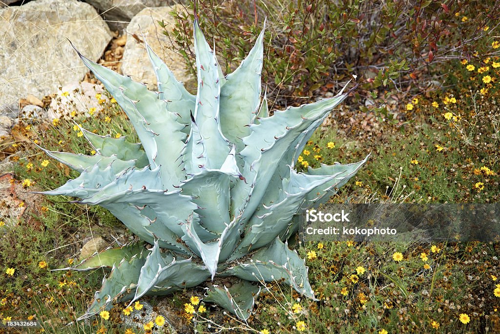 Agave Yucca Cactus encontrados no Arizona e México - Foto de stock de Mezcal - Bebida royalty-free