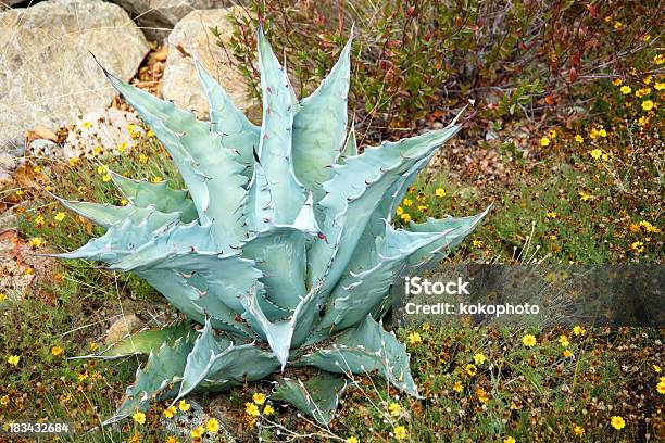 Foto de Agave Yucca Cactus Encontrados No Arizona E México e mais fotos de stock de Mezcal - Bebida - Mezcal - Bebida, Texas, Agave