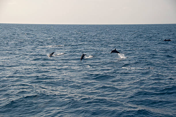 Dolphins playing in Maldives stock photo