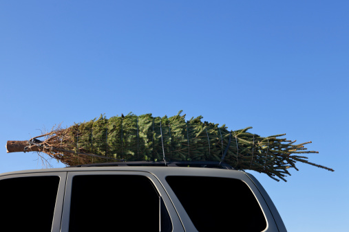 A Christmas tree tied onto a car roof