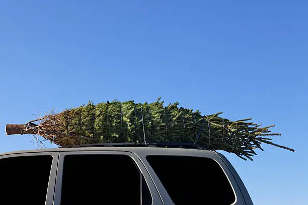 A Christmas tree tied onto a car roof