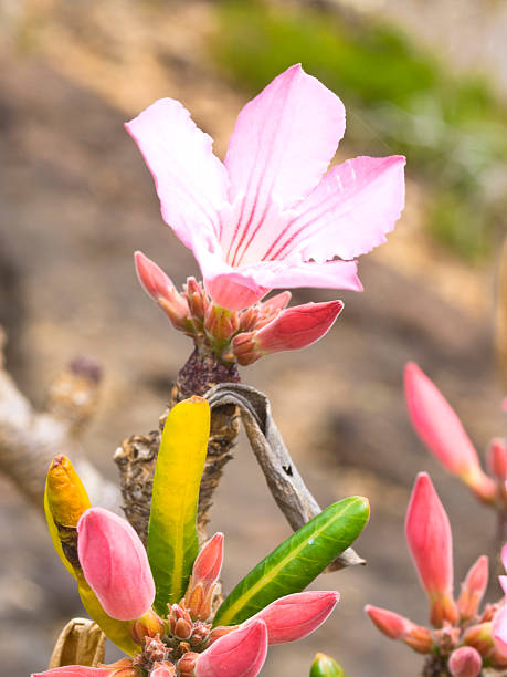 Vibrant pink bottle tree flower in bloom in a field. "Flower of Blooming Bottle tree - adenium obesum aa endemic tree of Socotra Island with groving fromhigh plain of Socotra Island, Yemen." baobab flower stock pictures, royalty-free photos & images