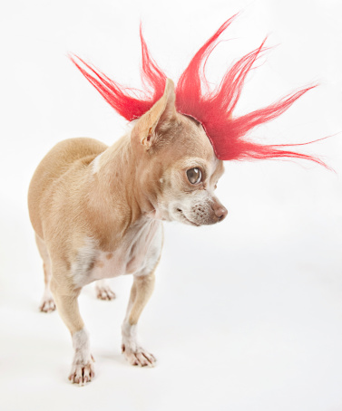 little chihuahua dressing like a punk with a red hair