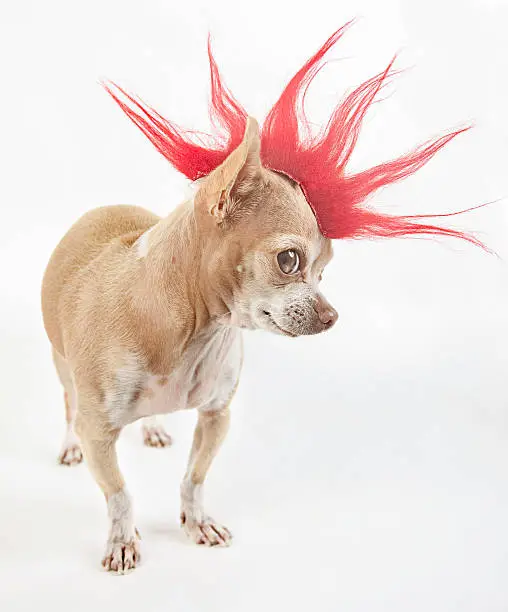 little chihuahua dressing like a punk with a red hair