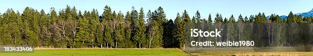 Reihe Von Grünen Bäumen Und Holz Xxllandschaft Panorama Stockfoto und mehr Bilder von Baum