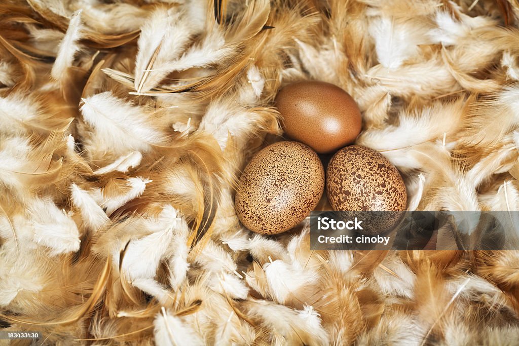 Freshly Laid Eggs three brown chicken eggs in a feather nest Chicken Coop Stock Photo