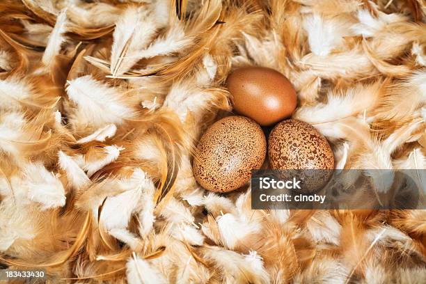 Freshly Laid Eggs Stock Photo - Download Image Now - Chicken Coop, Directly Above, Agriculture