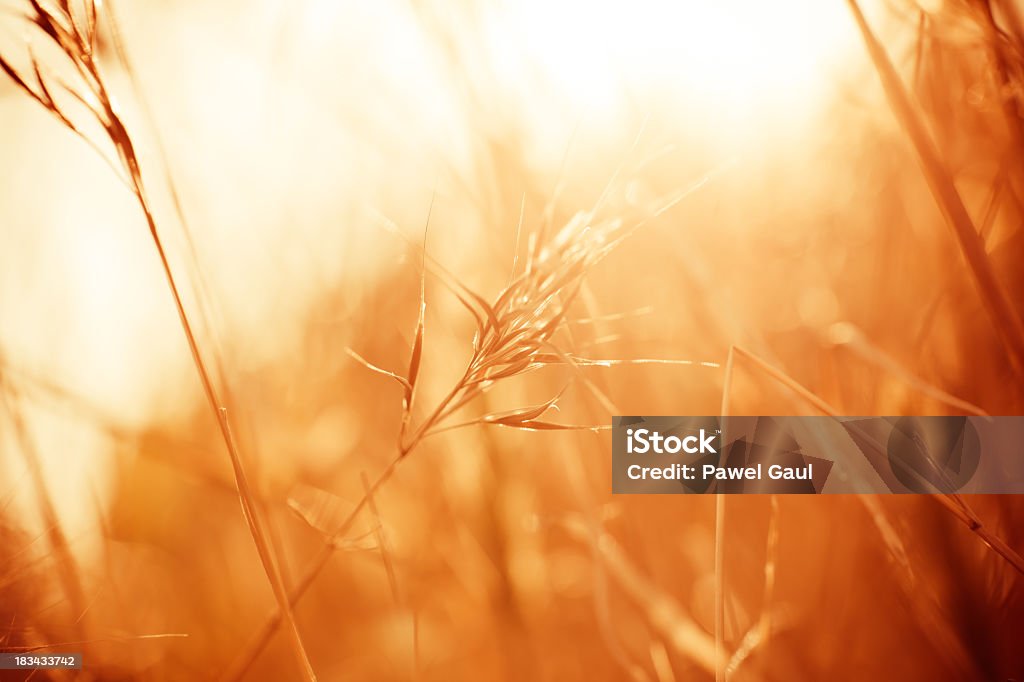 Meadow durante el amanecer - Foto de stock de Abstracto libre de derechos