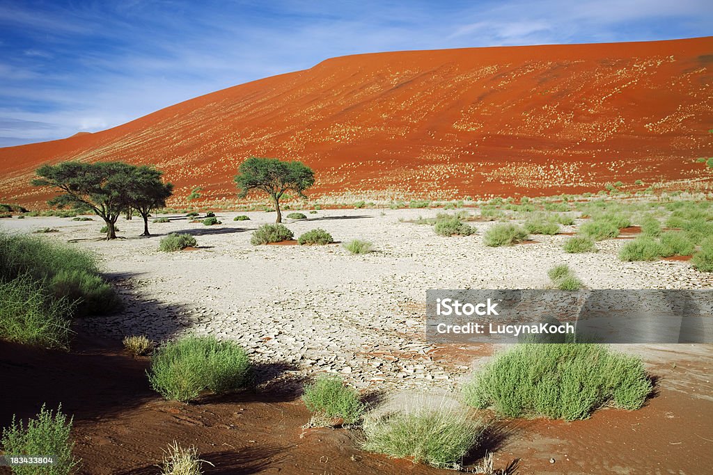 Grüne Pflanze in der Namib - Lizenzfrei Abenddämmerung Stock-Foto