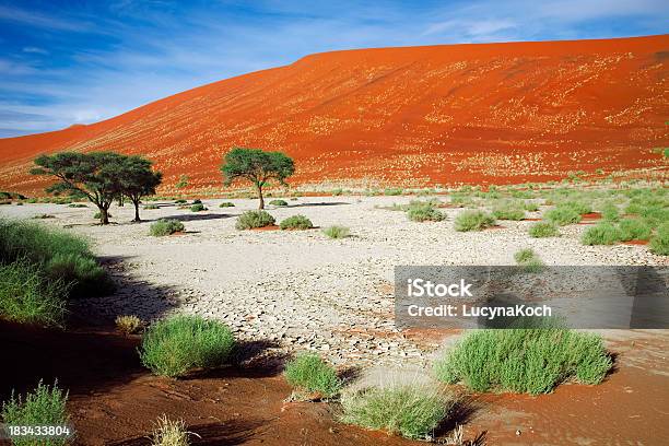 Grüne Pflanze In Der Namib Stockfoto und mehr Bilder von Abenddämmerung - Abenddämmerung, Afrika, Ausgedörrt