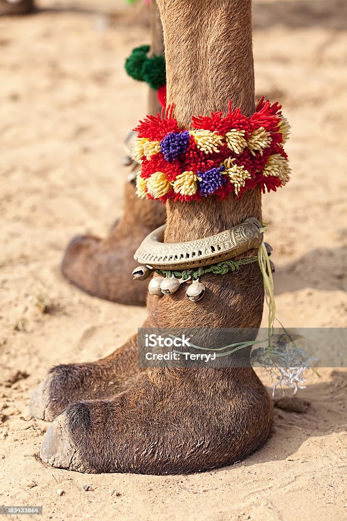 낙타 발가락 - 로열티 프리 낙타 스톡 사진