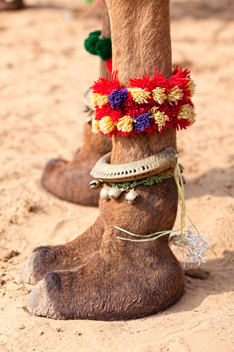 A camel's legs are decorated at the Pushkar Fair in India. The camel will be performing in the camel dance competition held once a year.