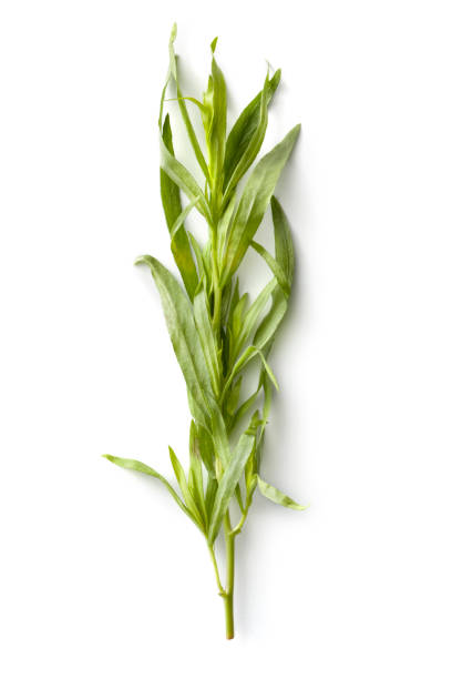 Fresh Herbs: Tarragon More Photos like this here... tarragon stock pictures, royalty-free photos & images