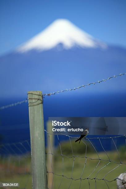 Swallow Na Ogrodzenie - zdjęcia stockowe i więcej obrazów Bez ludzi - Bez ludzi, Chile, Drut