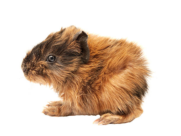 istock Baby guinea pig 183434197