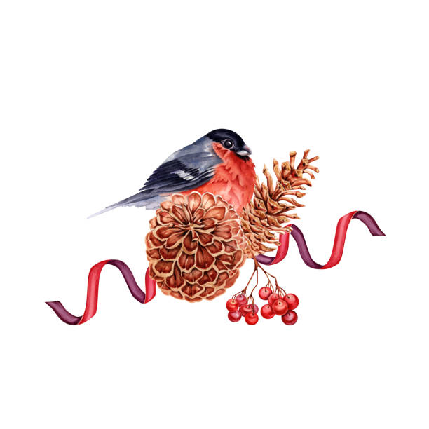 świąteczna kompozycja z gilem czerwonym siedzącym na szyszkach sosny ze wstążkami i jagodami jarzębiny. ręcznie rysowana ilustracja akwarela na białym tle. zimowy element wystroju - pine nut pine seed white background stock illustrations