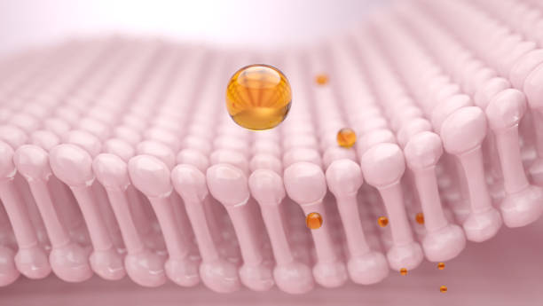 istock Vitamin C and skin cells 1834353519