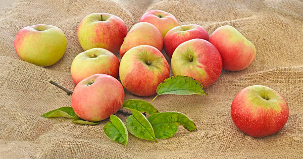 Apples on top of a sack stock photo