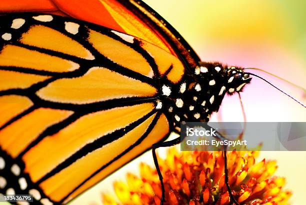 Monarch Butterfly Stock Photo - Download Image Now - Monarch Butterfly, Mexico, Texas