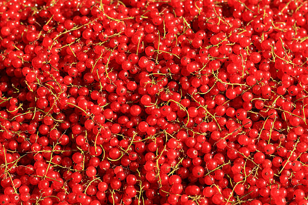 redcurrant abudance harvested redcurrant abudance thanks to a lot of sun light assiduity stock pictures, royalty-free photos & images