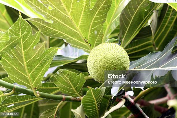 Zoom Un Albero Del Pane Nella Struttura Ad Albero - Fotografie stock e altre immagini di Agricoltura - Agricoltura, Albero, Ambientazione esterna