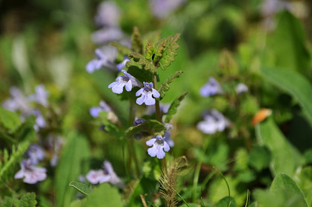 plano aproximado de glechoma hederacea - cosmos flower cut flowers daisy family blue imagens e fotografias de stock