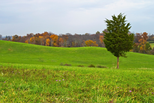A single pine tree against a rolling green hill Autumn landscape in North West New Jersey.