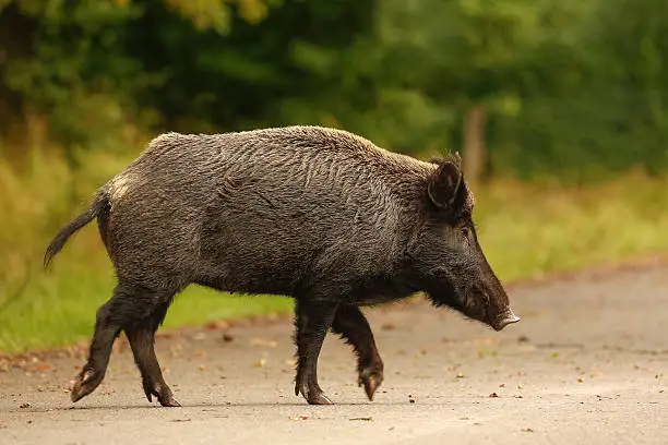 Wildboar crossing main road during the late summer acorn fall