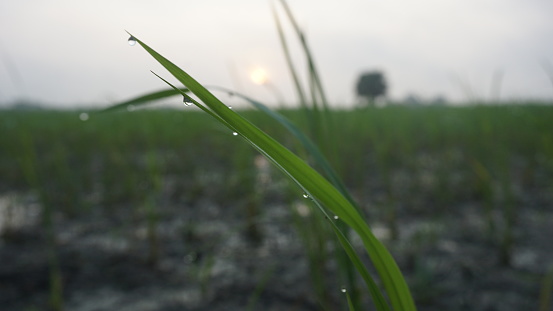 Pedy fields with water drops