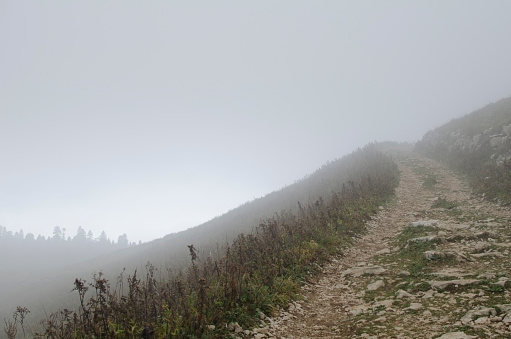 Tourist mountain path through the green plants and cloudy fog, the road to the peak