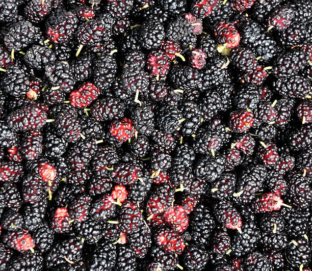 istock pile of mulberry 183442343