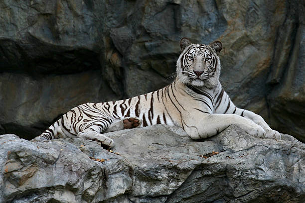 Majestic White Bengal tiger.