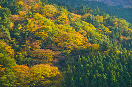 Autumn leaves in Iya Valley, Tokushima prefecture, Shikoku, Japan.