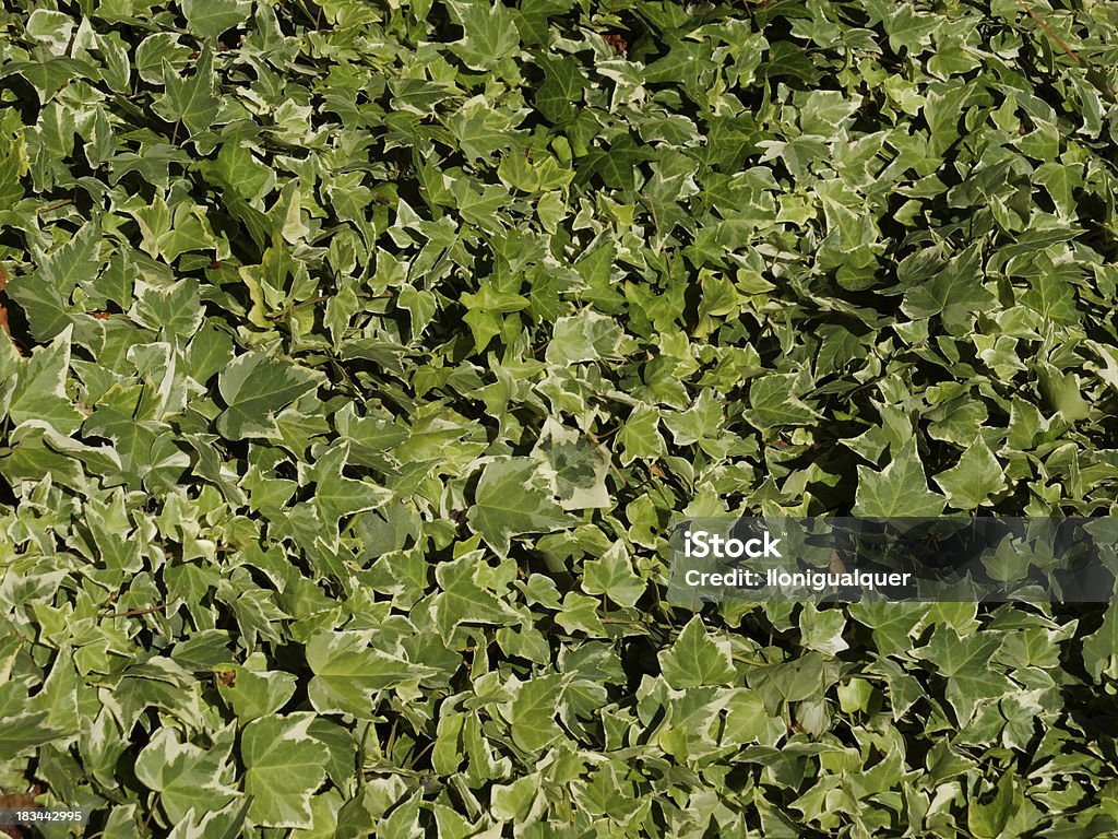 Lotes verde leafs - Foto de stock de Adorno libre de derechos