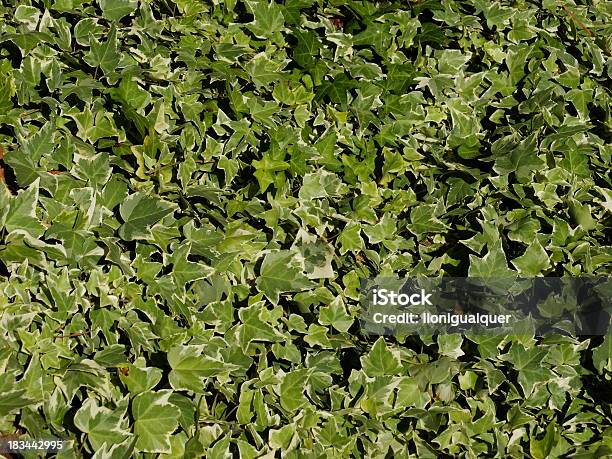 Molti Verde Leafs - Fotografie stock e altre immagini di Acerbo - Acerbo, Benessere, Colore verde