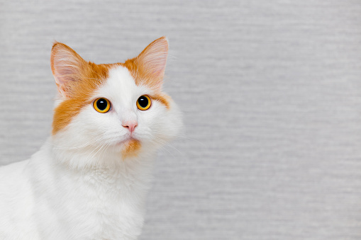 beautiful white cat with red spots on a gray background. portrait of a white and red cat on a gray background