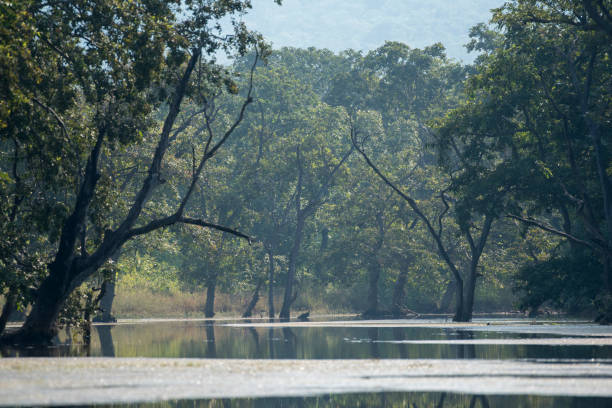 istock Natural background of a forest scene with trees and lakes. 1834449482