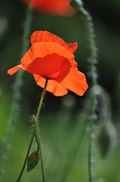 única flor de papoula - poppy bud - fotografias e filmes do acervo