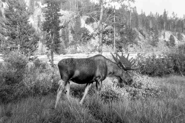 istock moose, Alces alces, grazing near a river 1834465795