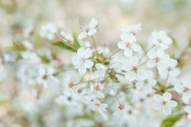 Blooming cherry branches with white flowers close-up, background of spring nature. Macro image of vegetation, close-up with depth of field.